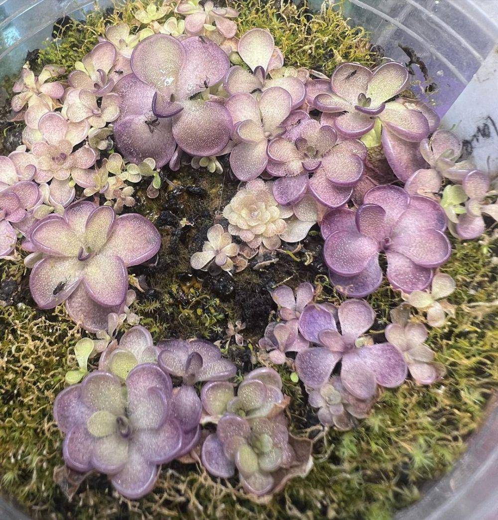 Pinguicula (instagram.com/sunshine_plantz)