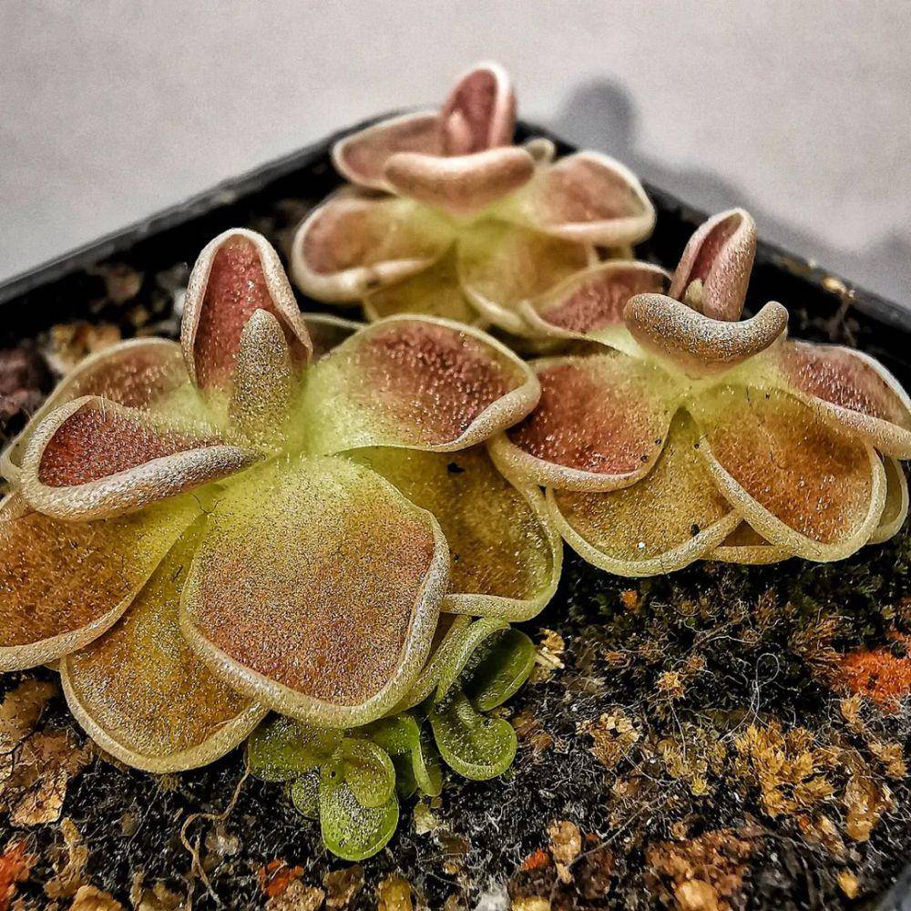 Pinguicula (instagram.com/carnivorous_carnival)
