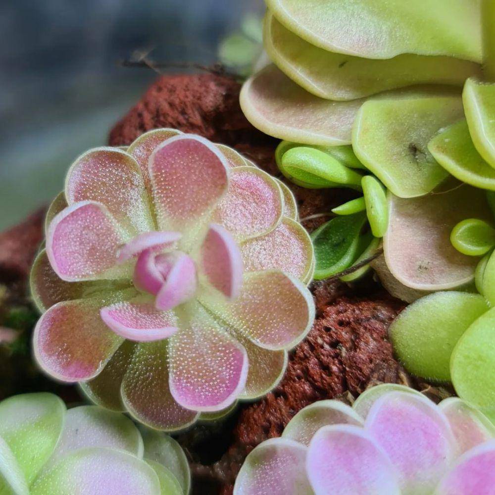 Pinguicula (instagram.com/mypingcorner)