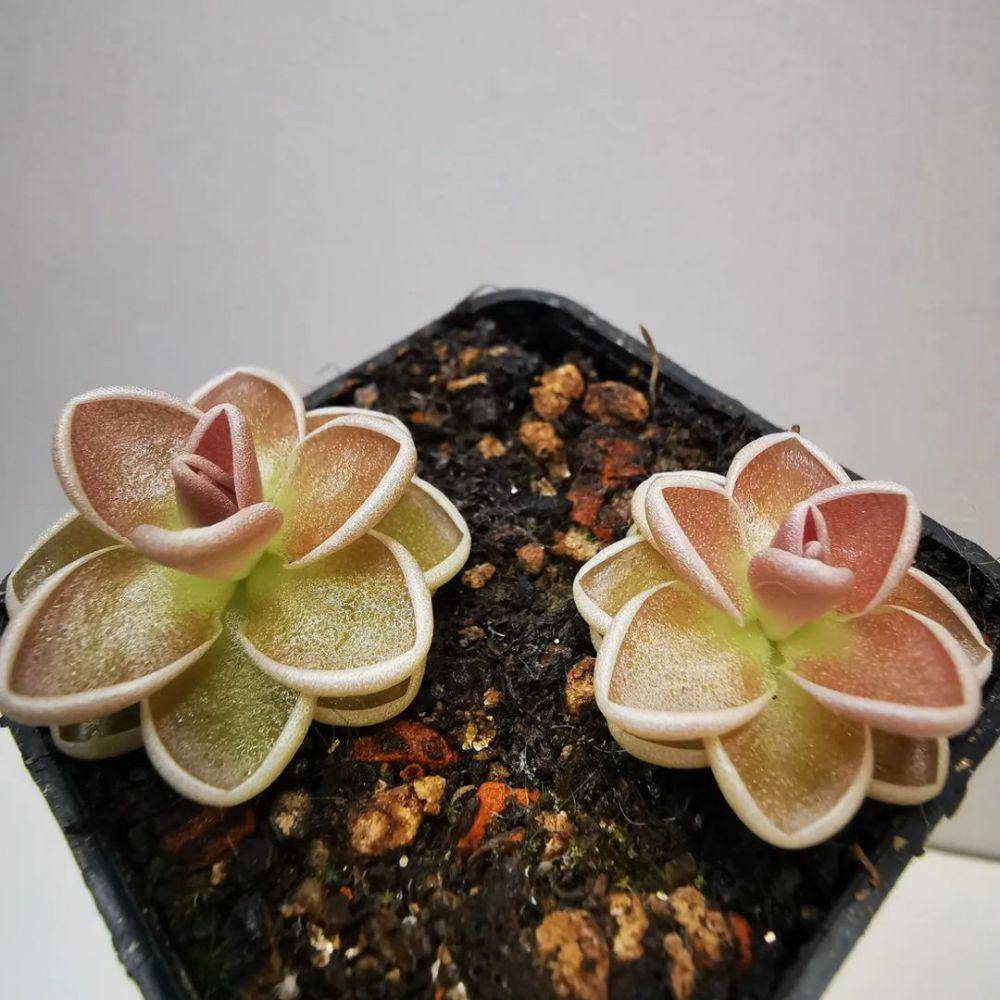 Pinguicula (instagram.com/carnivorous_carnival)