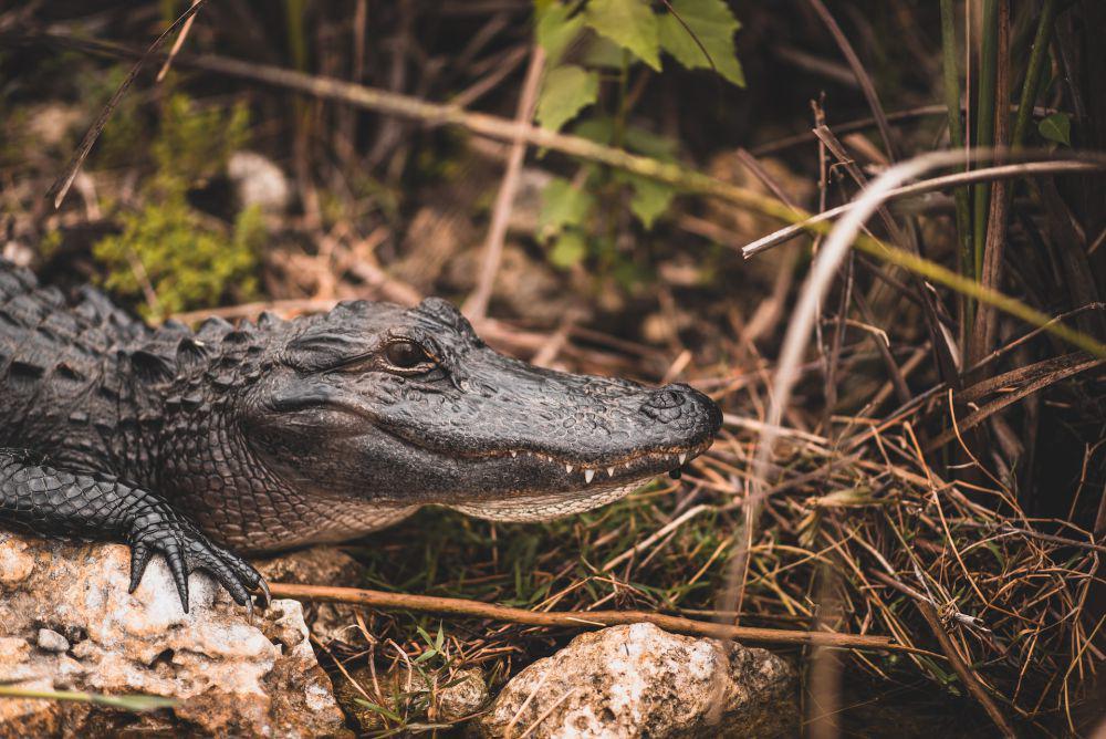 9 Satwa di Taman Nasional Everglades, Banyak Predator!