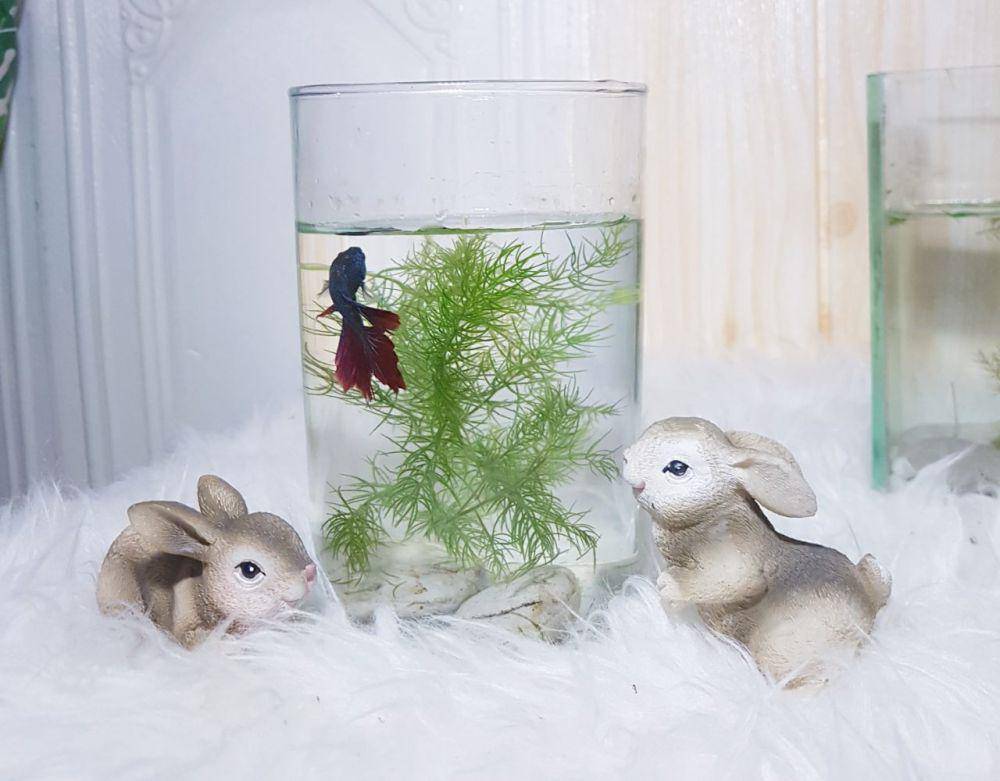 ilustrasi aquarium mini  (Dok.Pribadi/Dream Praire)