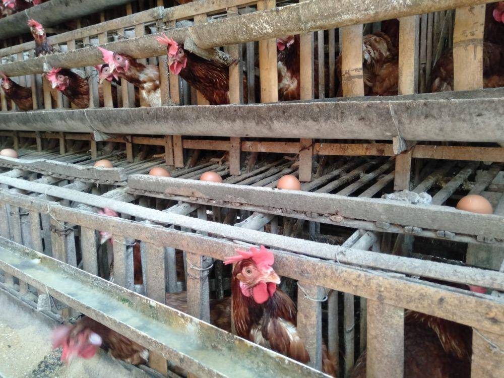 Peternak ayam petelur di Kalurahan Triwidadi Kapanewon Pajangan Kabupaten Bantul.(IDN Times/Daruwaskita)