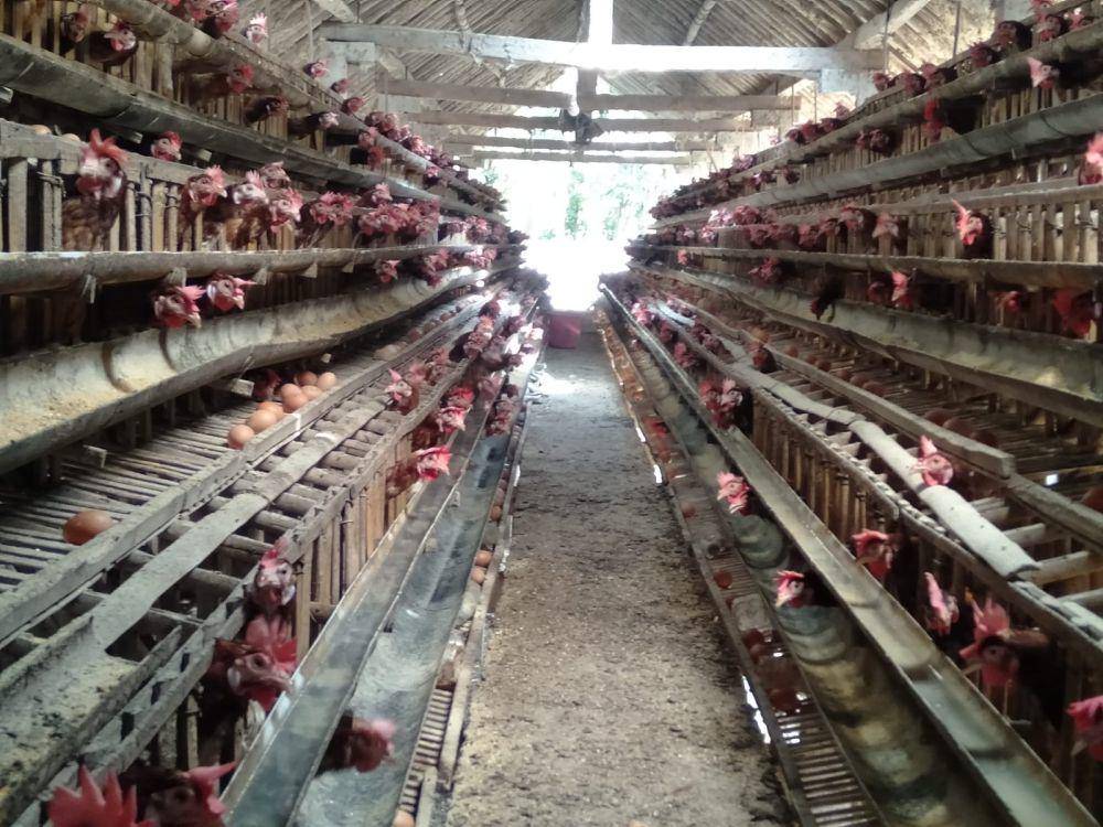 Peternak ayam petelur di Kalurahan Triwidadi Kapanewon Pajangan Kabupaten Bantul.(IDN Times/Daruwaskita)