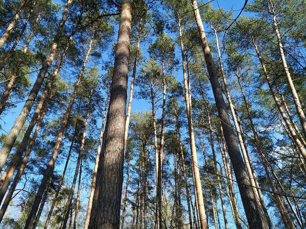 10 Fakta Pohon Pinus, Ikon Keindahan di Alam!