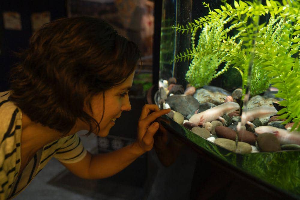 ilustrasi akuarium (pexels.com/Los Muertos Crew)