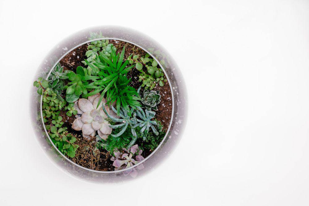 ilustrasi terarium (Pexels.com/Scott Webb)