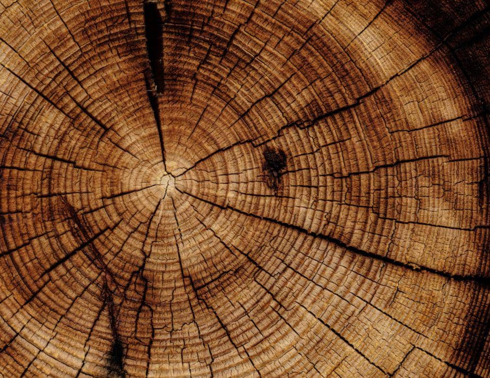 ilustrasi kayu (unsplash.com/@theforestbirds)