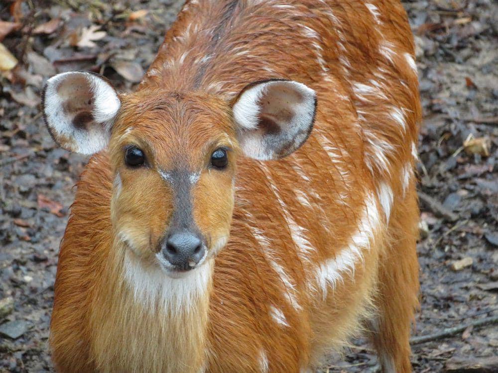 Sitatunga (pixabay.com/Sommer)