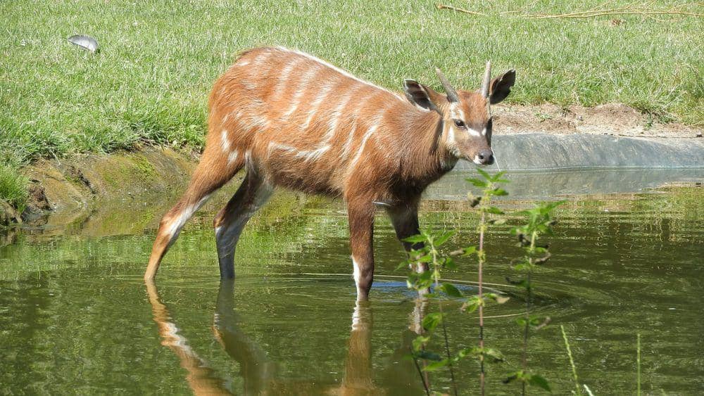 Sitatunga (pixabay.com/Marketa Klimesova)