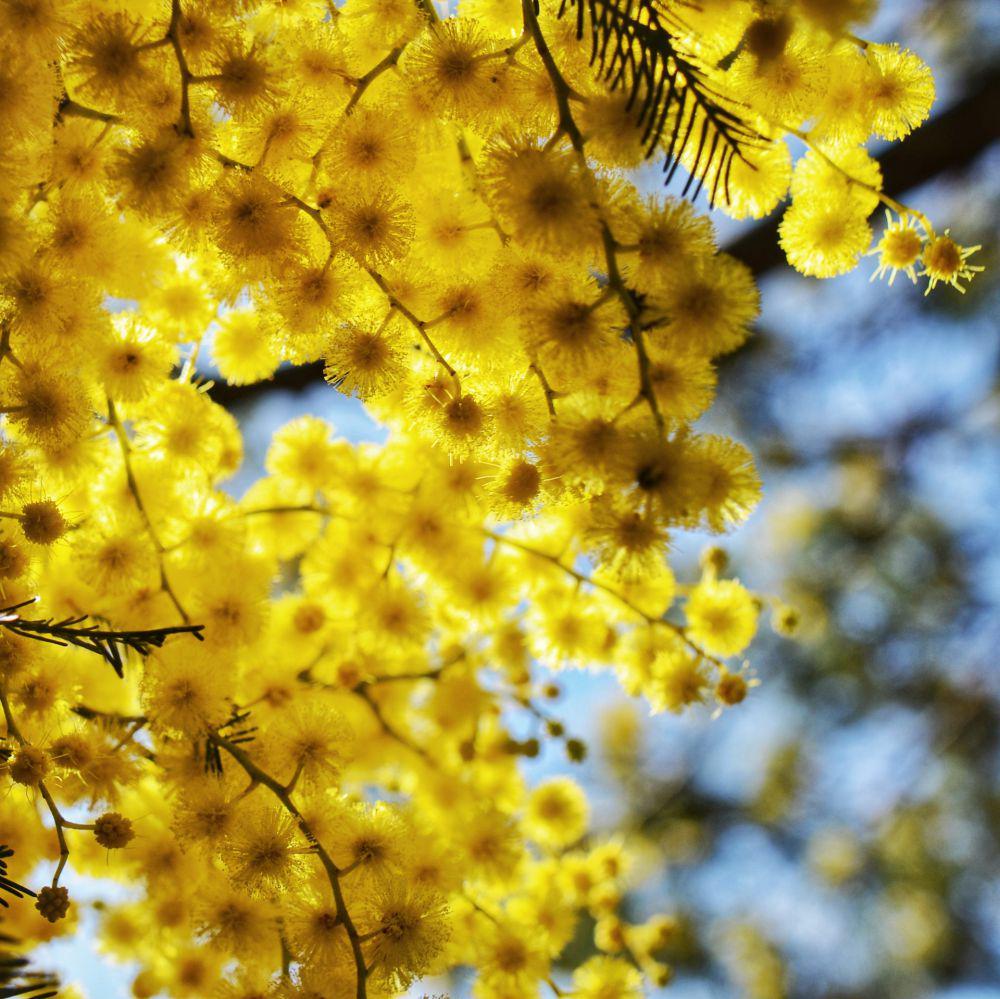 5 Fakta Golden Wattle, Bunga Nasional Penuh Semangat Australia