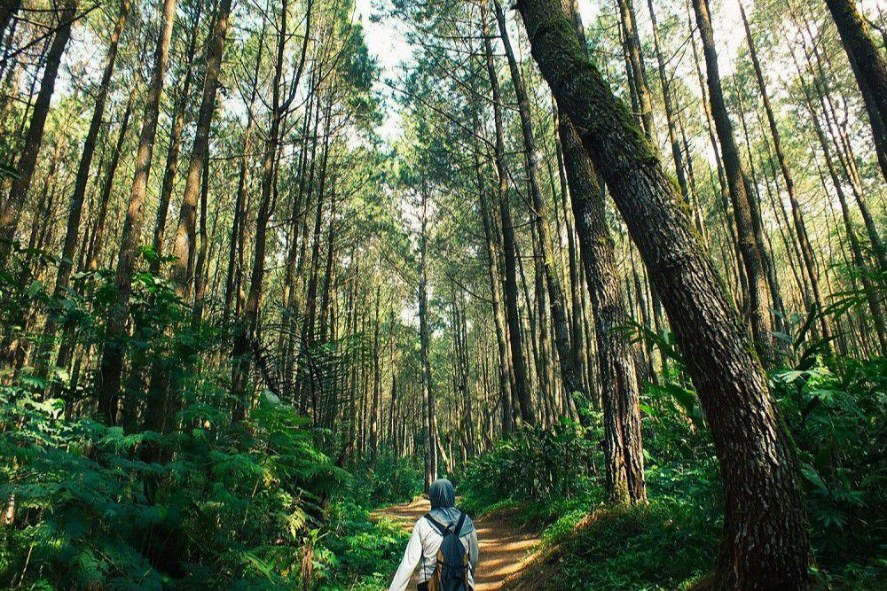 Wisata Alam Pinus Ciherang: Info Lokasi, Rute, dan Tips Wisata