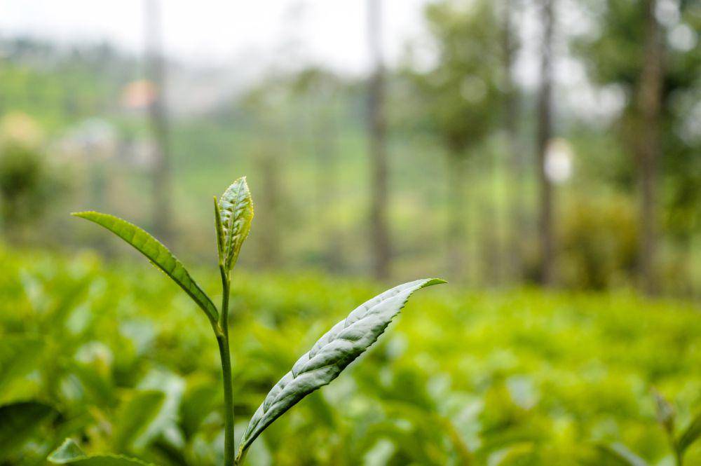 ilustrasi daun teh (unsplash.com/@chaitanya_rayampally)