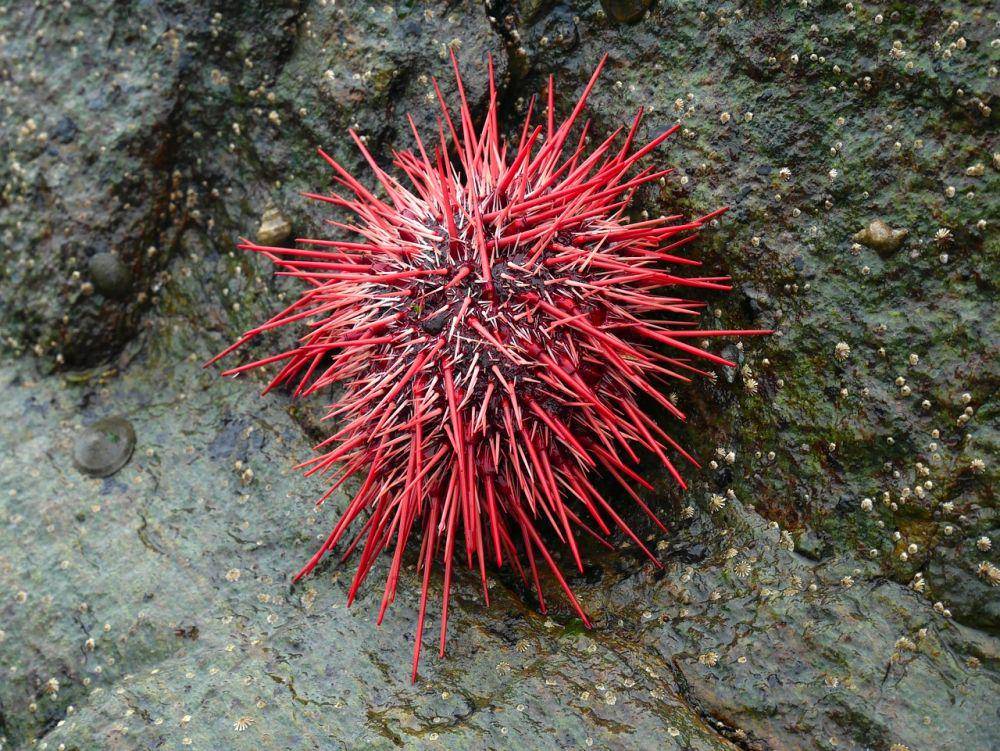 ilustrasi bulu babi merah (Pixabay.com/extemporalist)