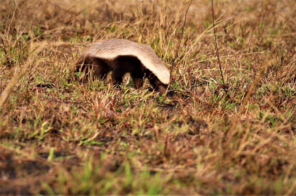 ilustrasi honey badger (unsplash.com/Jonathan Gensicke)