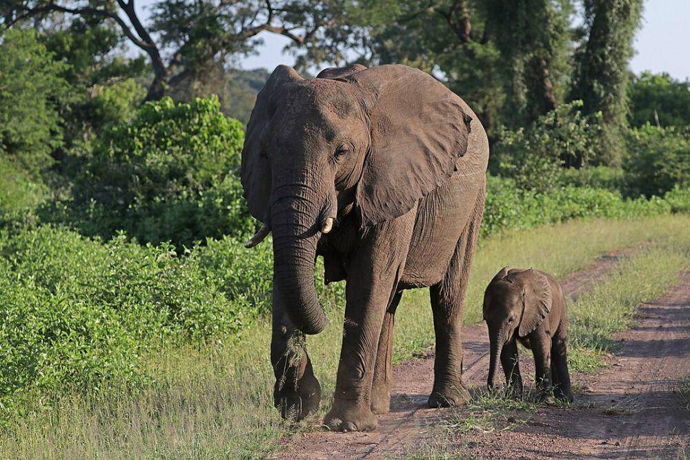 ilustrasi gajah semak afrika (Wikimedia.org/Charles J. Sharp)