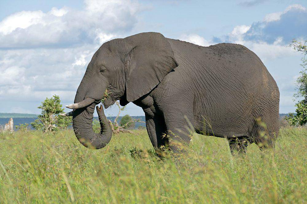 ilustrasi gajah semak afrika (Wikimedia.org/Bernard Dupont)