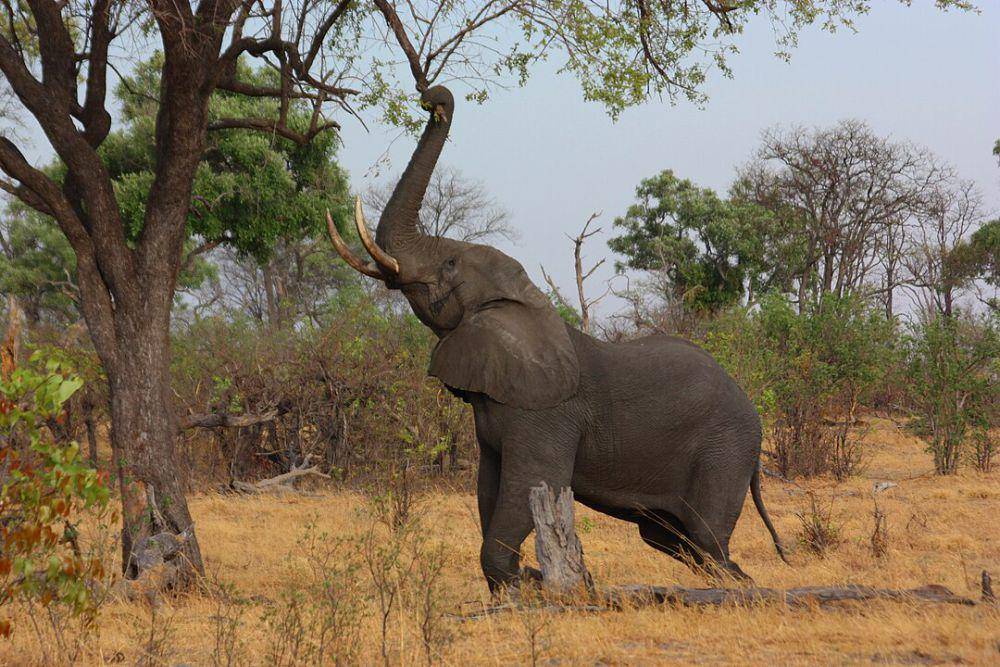ilustrasi gajah semak afrika (Wikimedia.org/Charles J. Sharp)