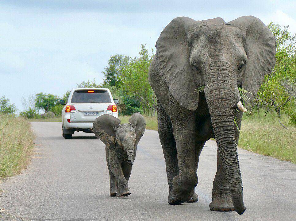 ilustrasi gajah semak afrika (Wikimedia.org/Bernard Dupont)