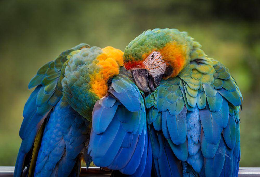 burung beo (pixabay.com/amyirizarry02)
