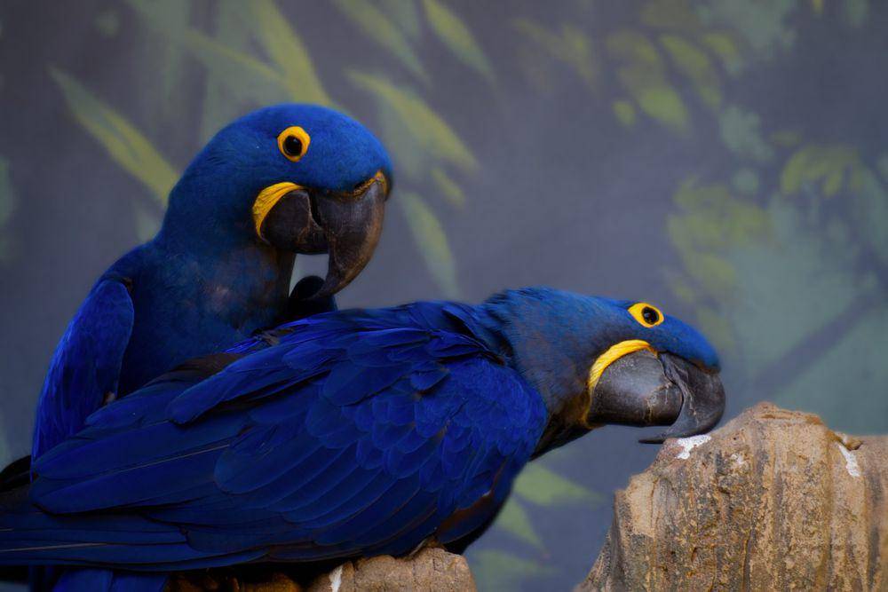 burung beo (pixabay.com/martinkukla865)