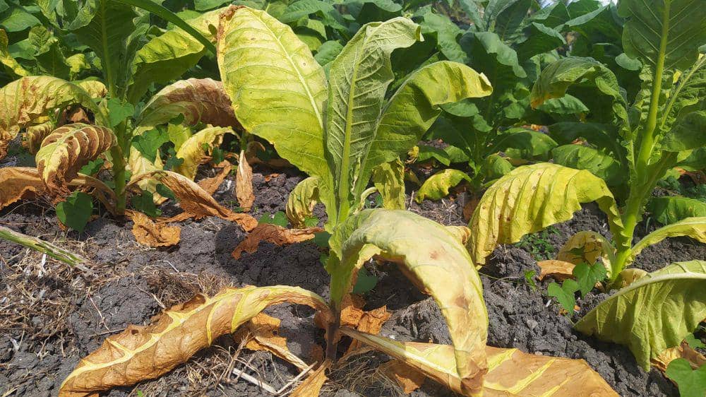 Terancam Gagal Panen, Tembakau Petani di Lotim Terserang Penyakit