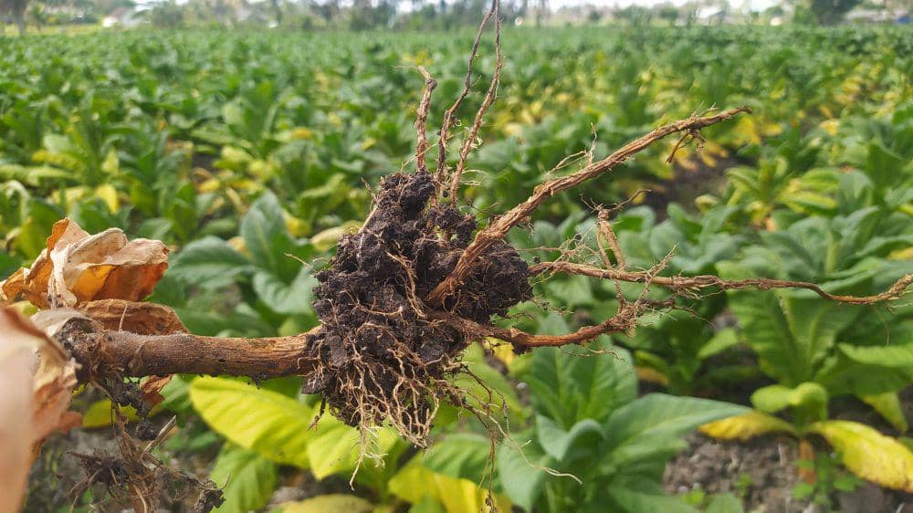 Akar tanaman tembakau mengalami busuk akar (Dok. Pribadi/Ruhaili)