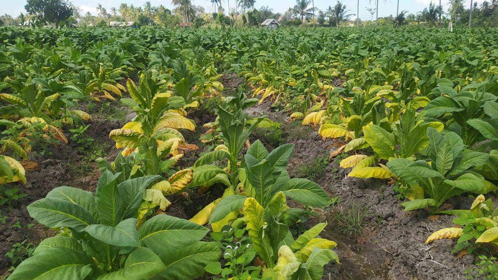 Tembakau petani di desa Kabar mati setelah terserang penyakit (Dok. Pribadi/Ruhaili)