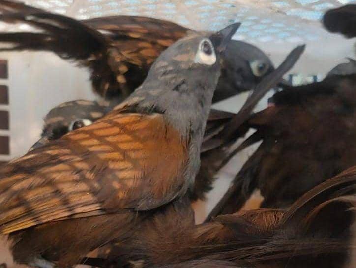 Ribuan Burung Ilegal Tujuan Pulau Jawa Disita di Pelabuhan Bakauheni