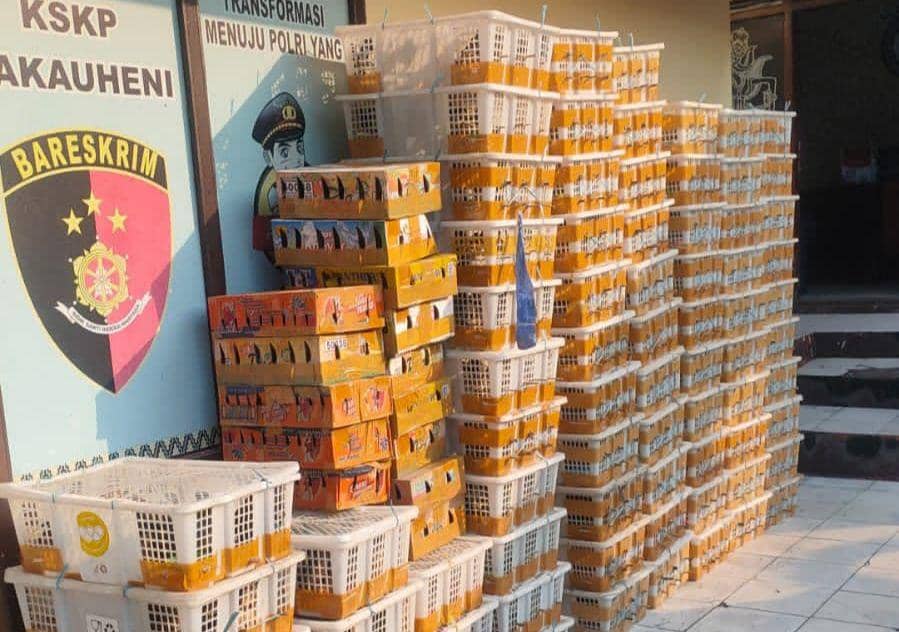 Penyelundupan burung berhasil digagalkan di Pelabuhan Bakauheni, Jumat (29/7/2023). (Dok. Karantina Lampung).