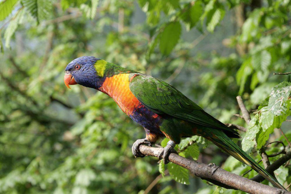 burung beo (pixabay.com/wasi1370)