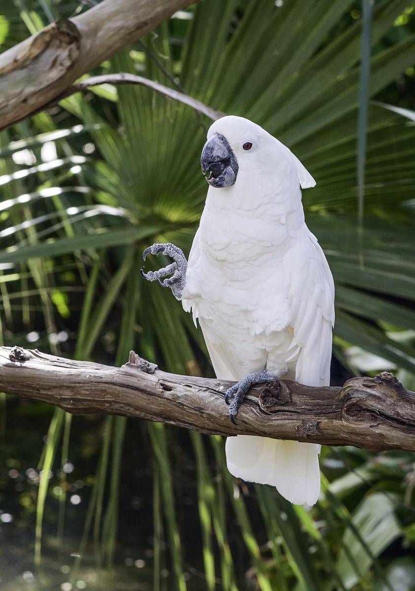 burung beo (pixabay.com/stanbalik)