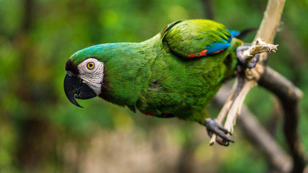 burung beo (pixabay.com/D_Fenix249)