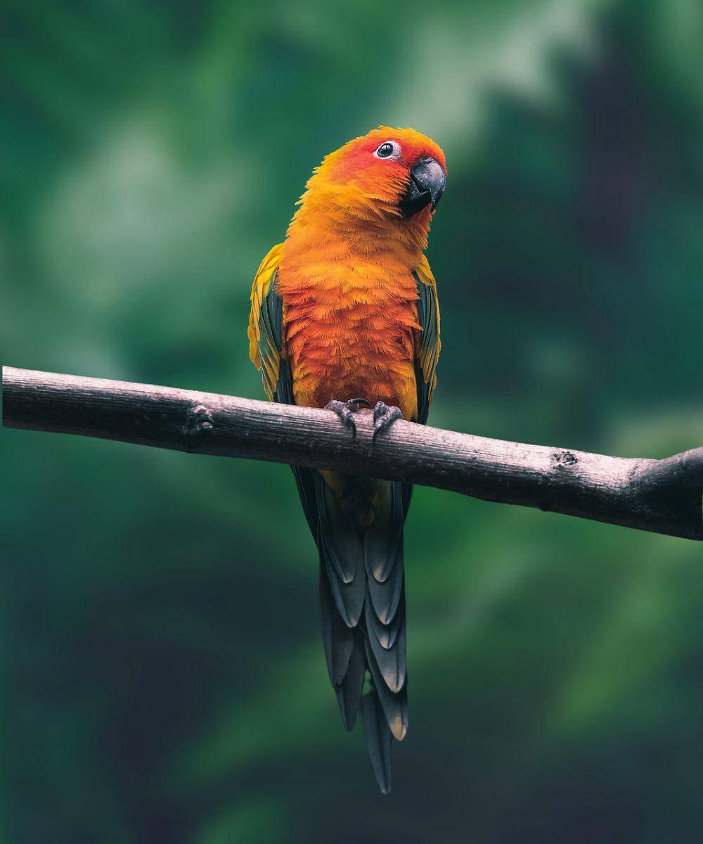 burung beo (pixabay.com/zaidoopro)