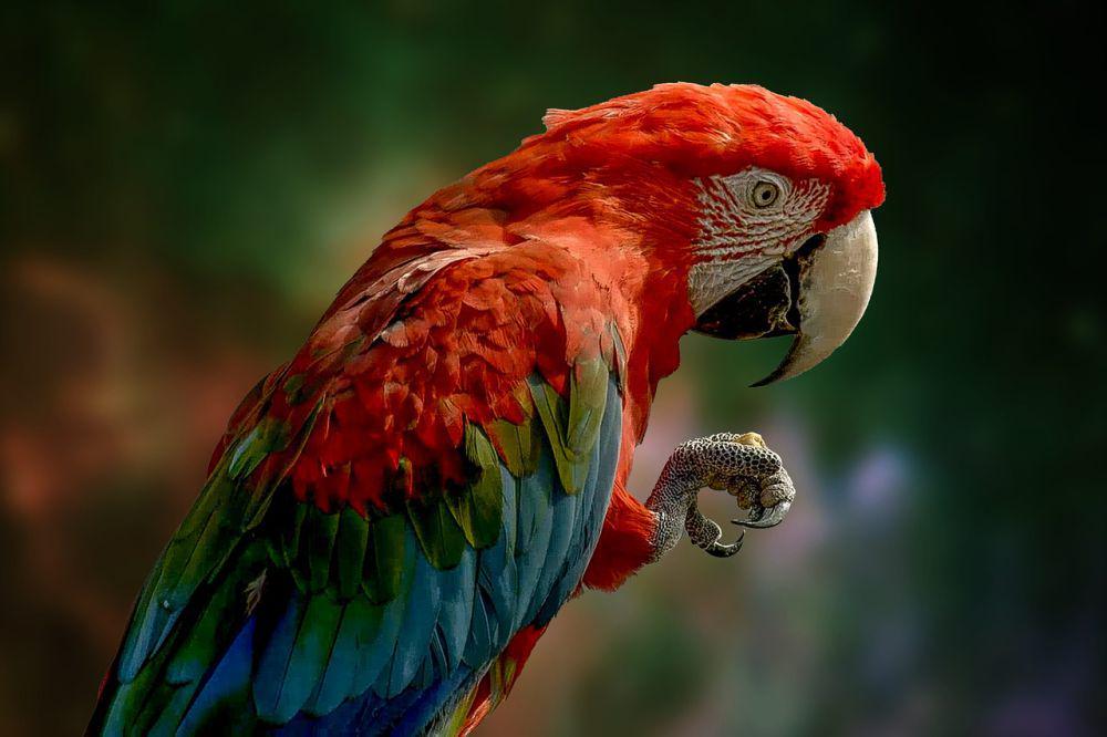 10 Fakta Burung Beo yang Jarang Diketahui, Sudah Tahu?