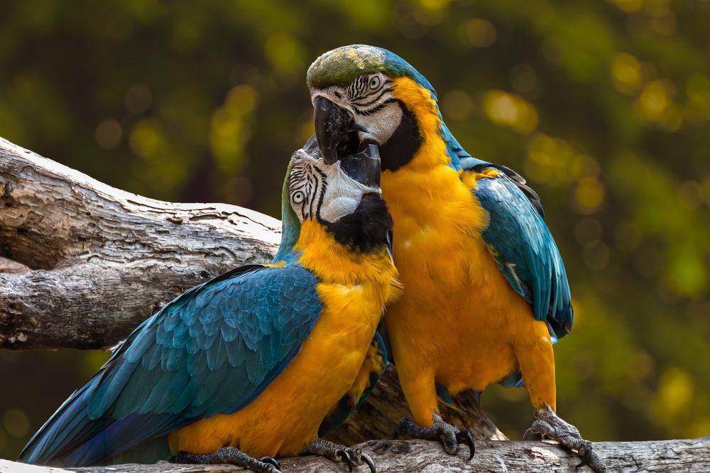 burung beo (pixabay.com/edmondlafoto)