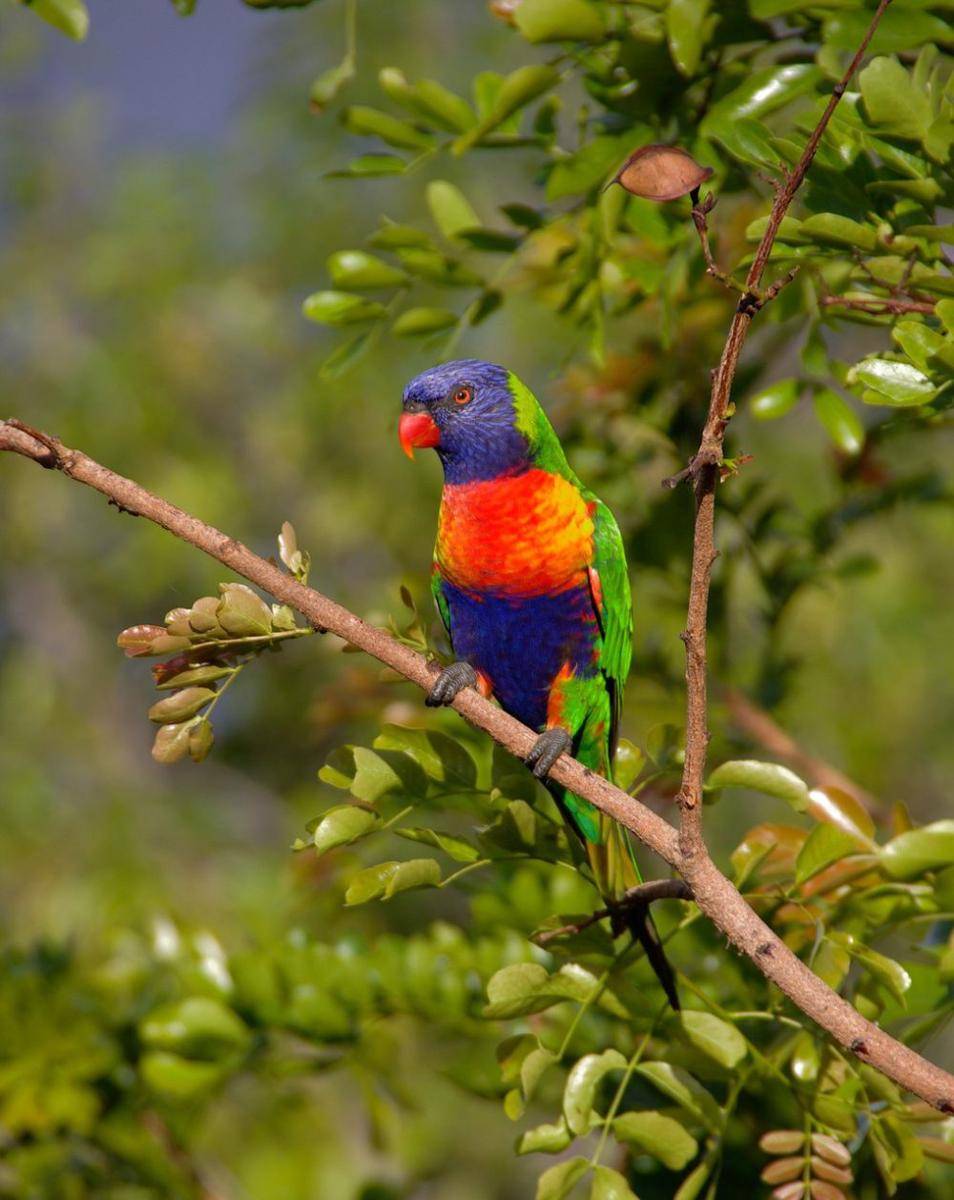 burung beo (pixabay.com/sandid)