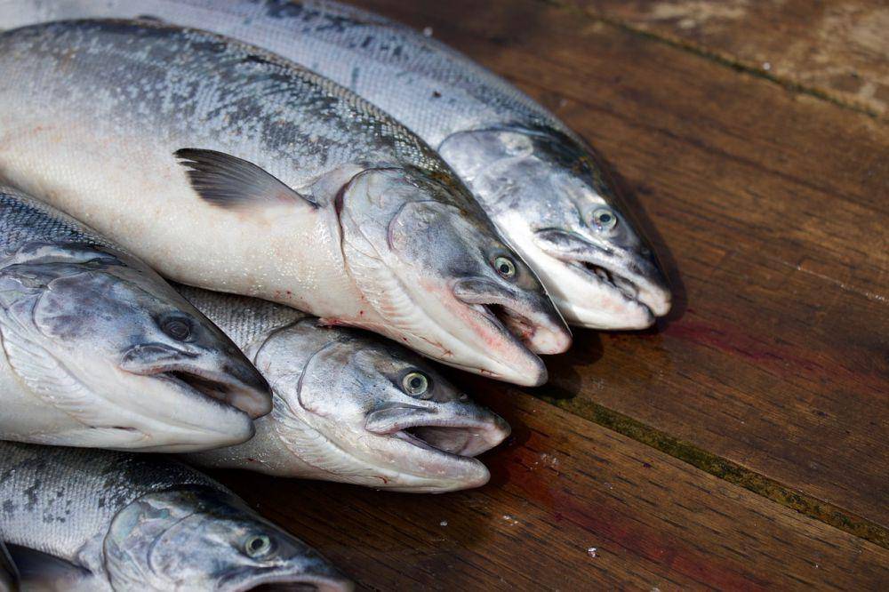 ilustrasi ikan segar (pixabay.com/mschoettchen)