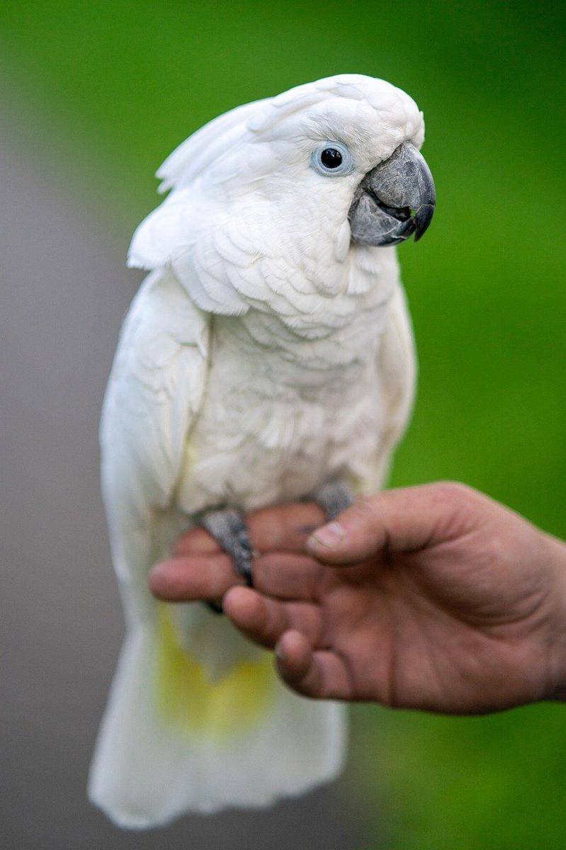 burung beo (pixabay.com/jatocreate)