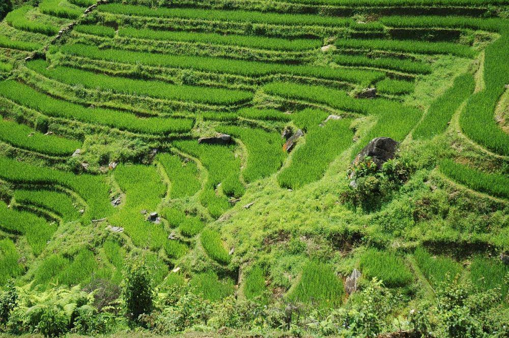Sapa Rice Terraces (commons.wikimedia.org/Alphab.fr)