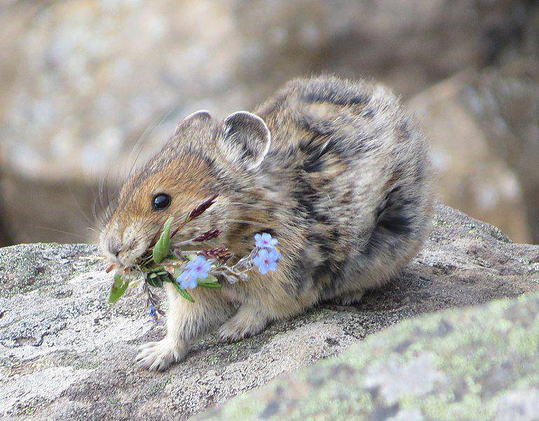 Pika amerika sedang membawa bunga untuk membangun sarangnya. (commons.wikimedia.org/Frédéric Dulude-de Broin)