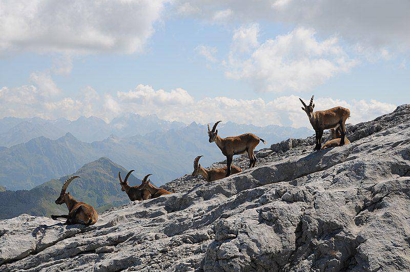 Kawanan ibex alpine yang hidup di Sulzfluh, Swiss sedang bersantai di pegunungan berbatu. (commons.wikimedia.org/böhringer friedrich)