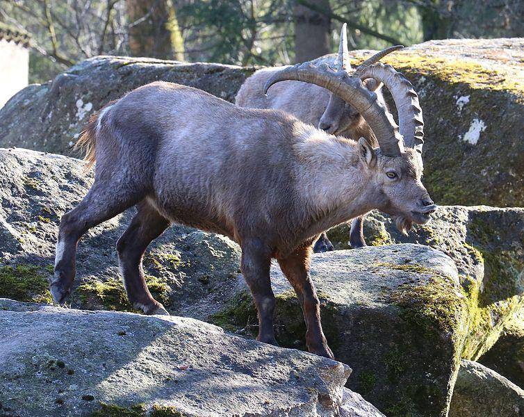 Ibex alpin di Kebun Binatang Hellabrunn, Jerman. (commons.wikimedia.org/Rufus46)