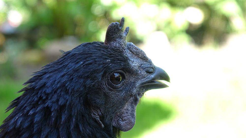 ilustrasi kekuatan mistis ayam cemani (pixabay.com/Furbymama)