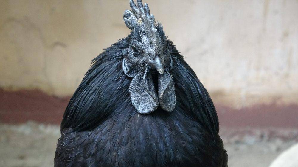 5 Fakta Menarik Ayam Cemani, si Ayam Paling Langka di Dunia