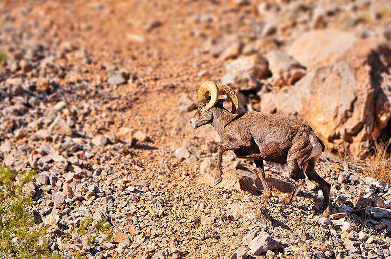 Seekor domba bertanduk besar di Valley of Fire National Park, Nevada, Amerika Serikat. (commons.wikimedia.org/Bob Haarmans)