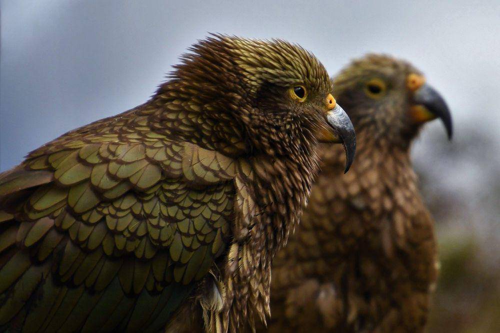 Kea (pixabay.com/traveller1955)