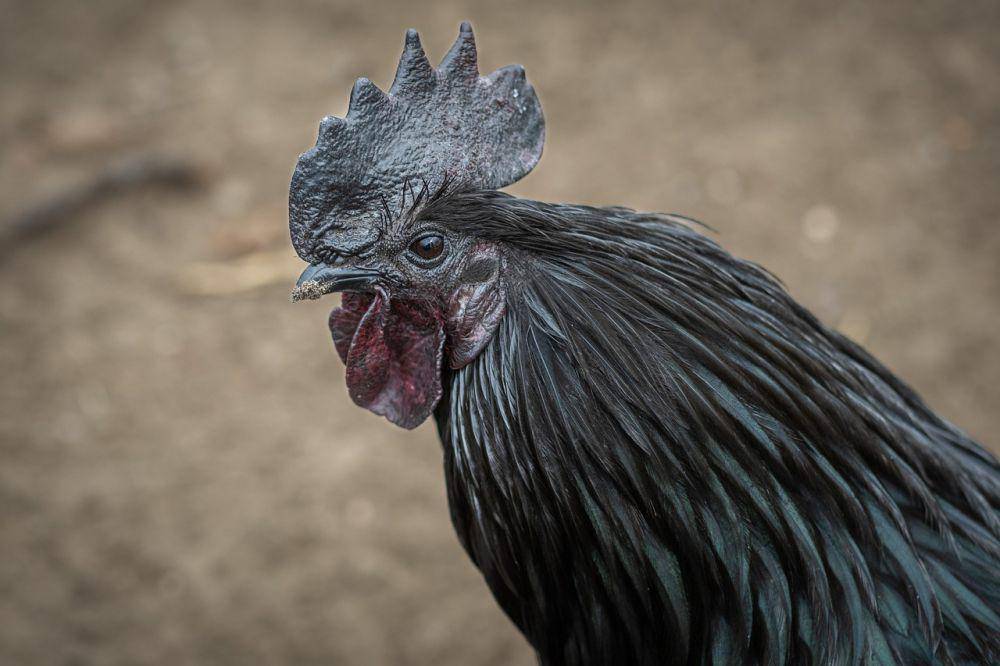 ilustrasi ayam cemani (pixabay.com/Dendoktoor)