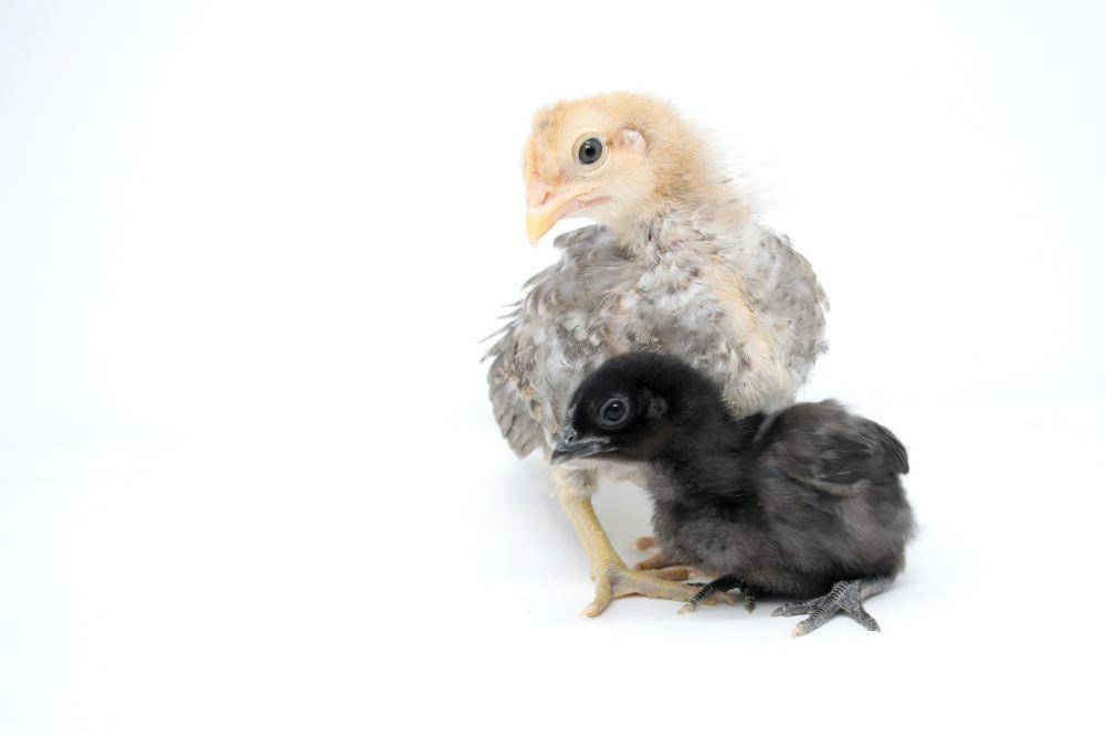 ilustrasi harga ayam cemani (unsplash.com/Daniel Tuttle)