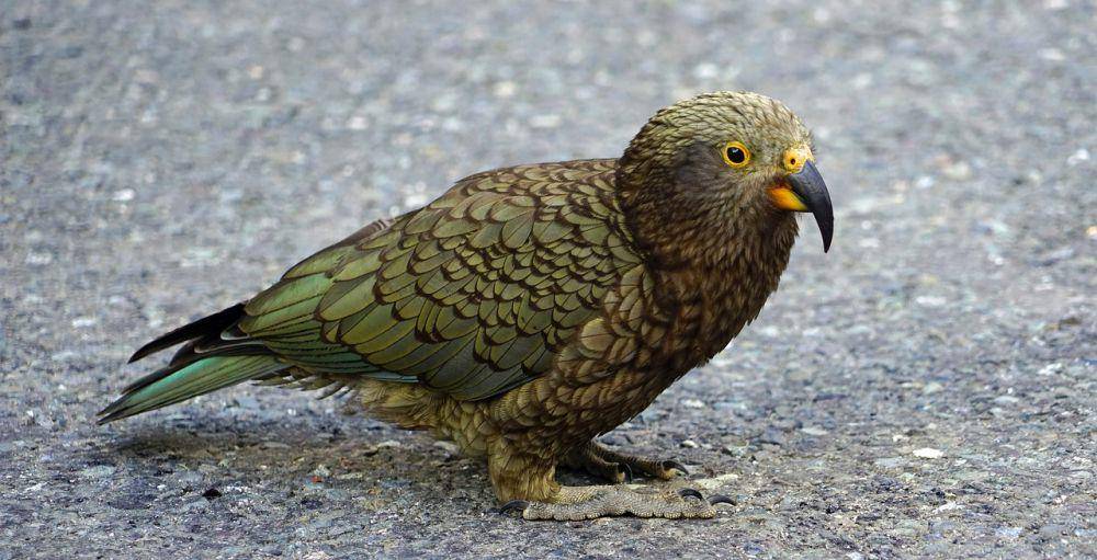 Kea (pixabay.com/Bernd Hildebrandt)